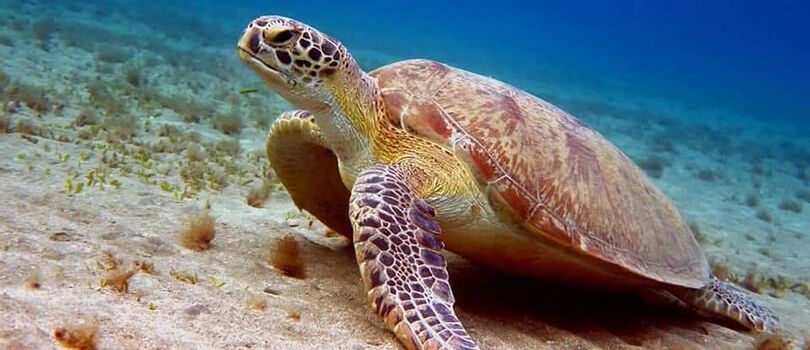 Kosgoda Turtle Sanctuary