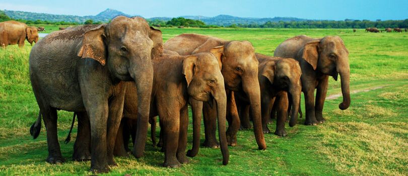 Minneriya National Park