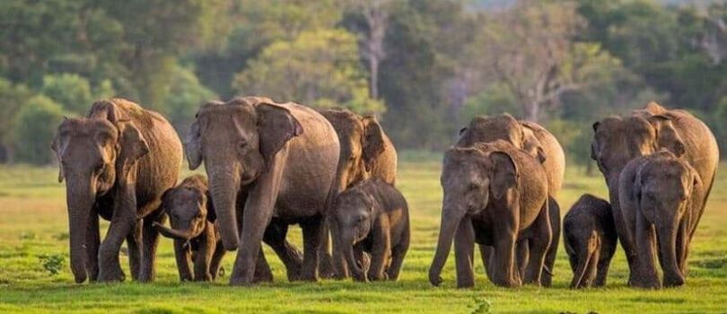 Minneriya National Park