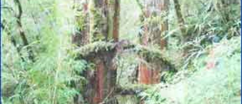 Alerce Andino National Park