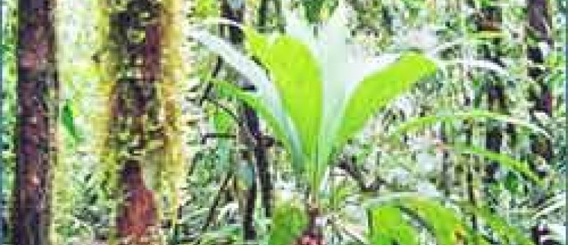 Corcovado National Park