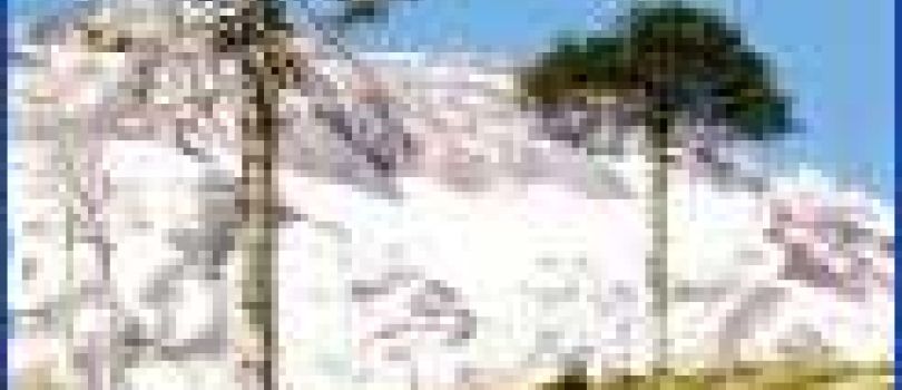 Nahuelbuta National Park