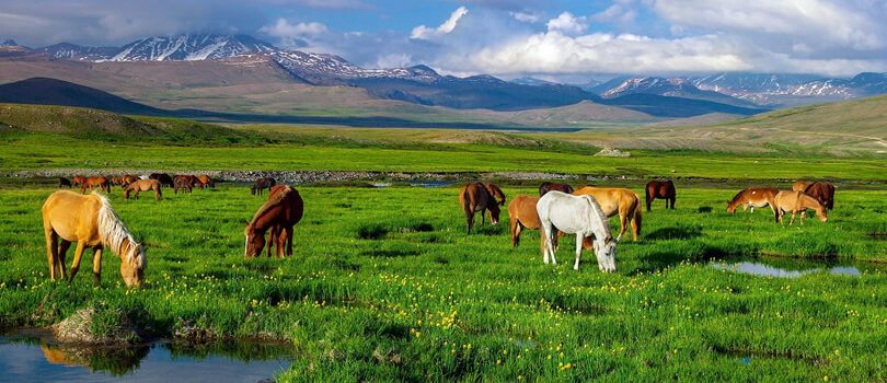 Deosai National Park