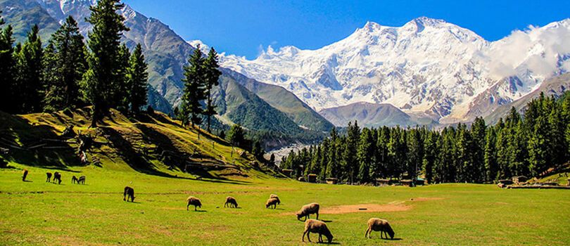 Fairy Meadows