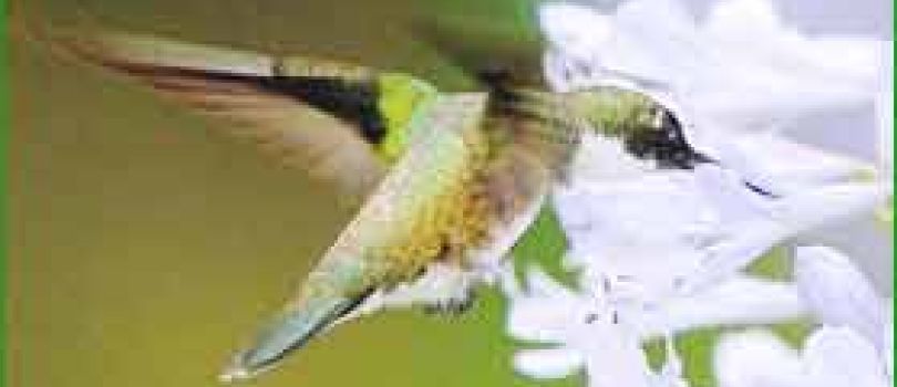 Itatiaia National Park