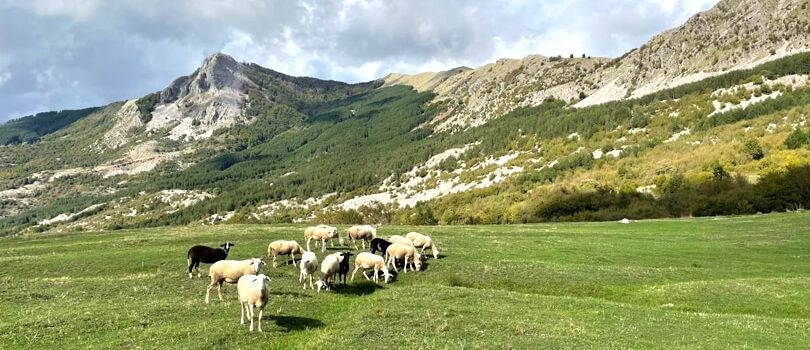 Bredhi i Dajti National Park