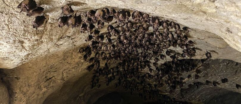 Bat Cave