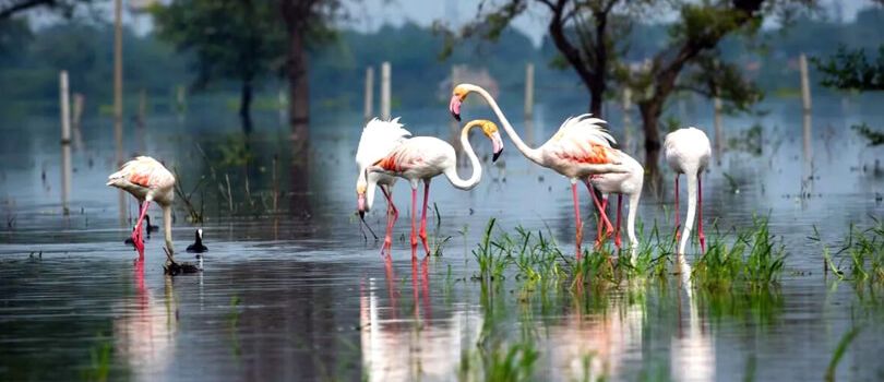 Atapaka Bird Sanctuary