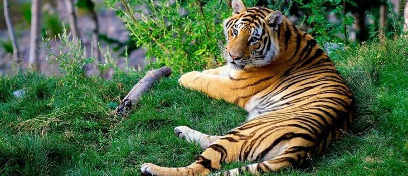 Ringba-Roba Wildlife Sanctuary