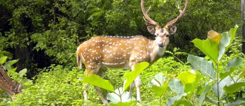 Baba Doul Goswami's Tomb
