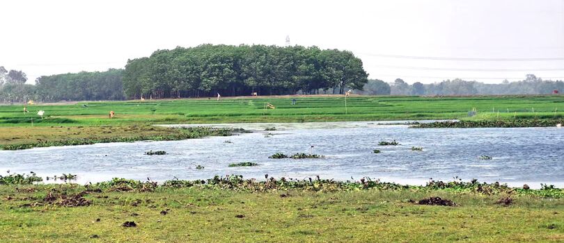 Nalbari Wetland
