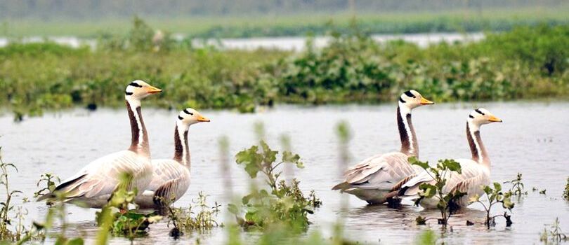 Borguri Motapung Wetland