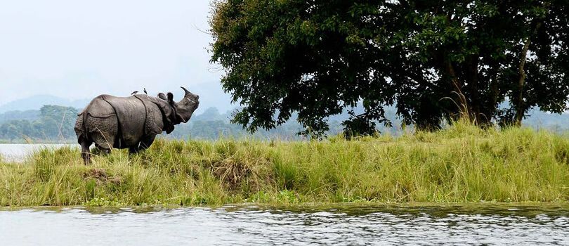 Pobitora Wildlife Sanctuary
