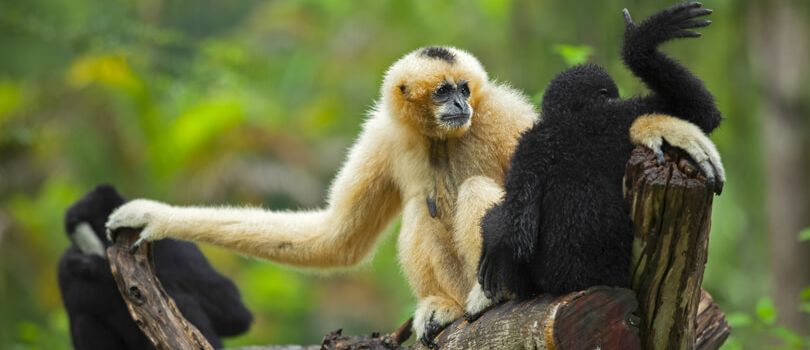 Gibbon Wildlife Sanctuary