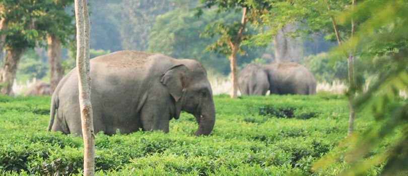 Hoollongapar Gibbon Sanctuary