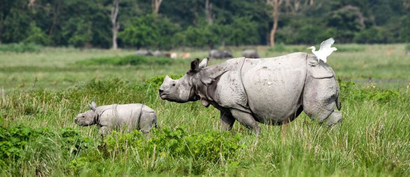 Pobitora Wildlife Sanctuary