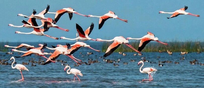 Kusheshwar Asthan Bird Sanctuary