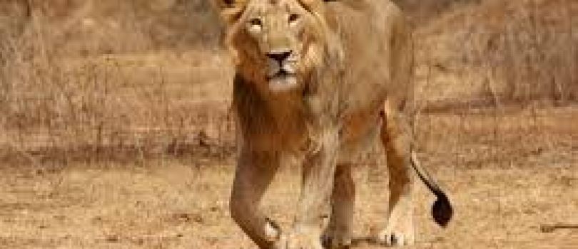 Gir National Park