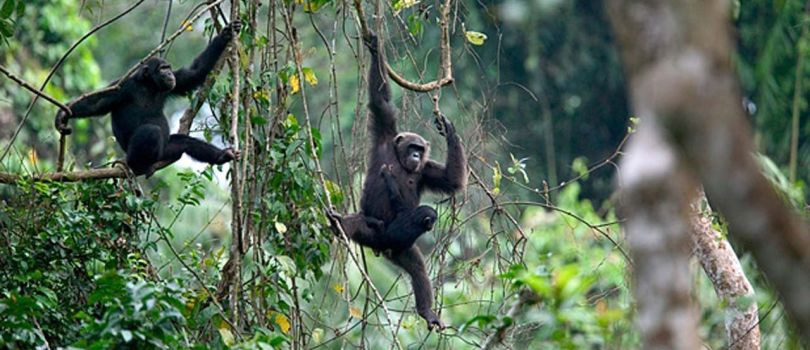 Afi Mountain Wildlife Sanctuary