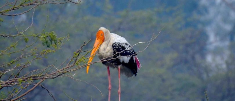 Sultanpur Bird Sanctuary