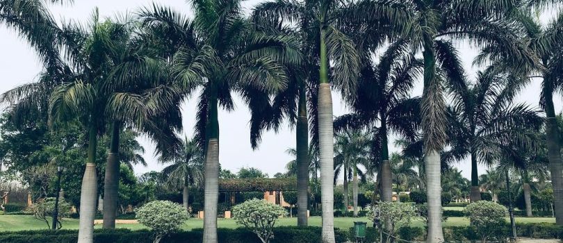 OP Jindal Park