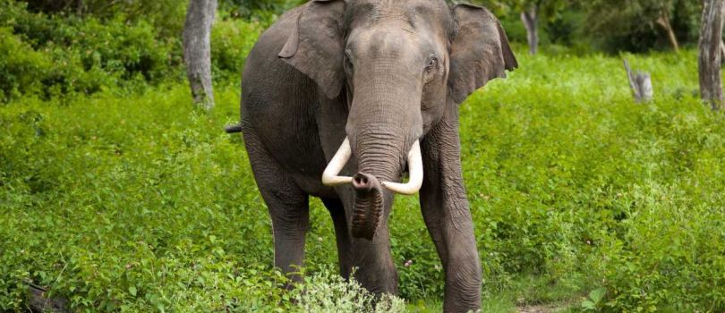 Kalesar National Park & Wildlife Sanctuary