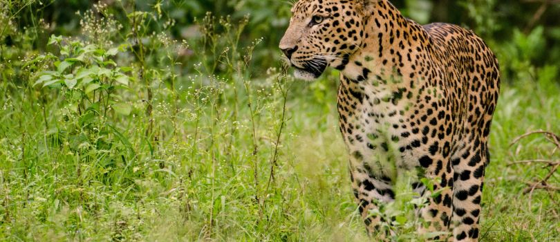 Asola Bhatti Wildlife Sanctuary