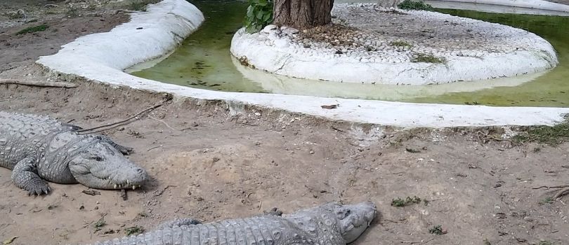 Chattbir Zoo