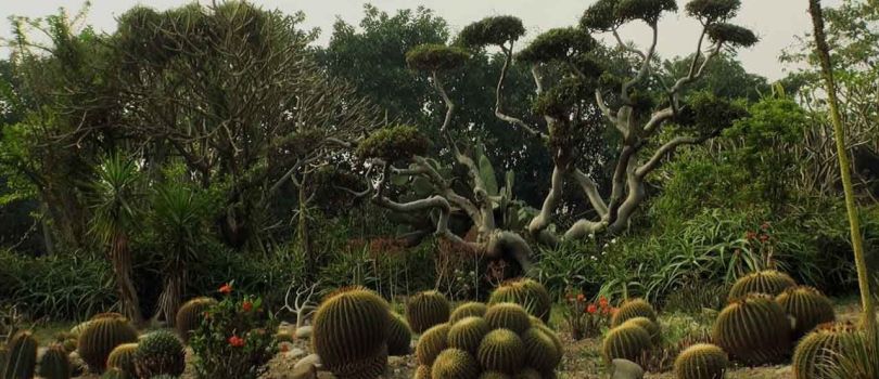 Cactus Garden