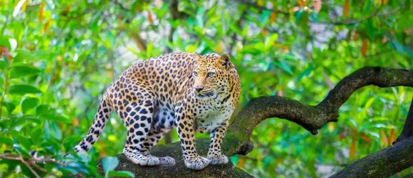 Vansda National Park