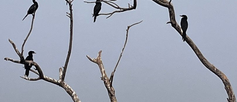 Vadla Bird View Point