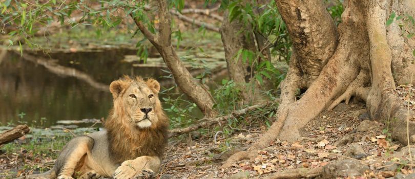 Gir Arboretum