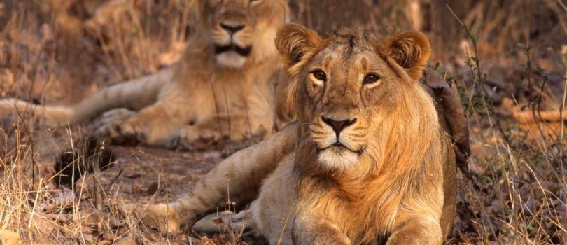 Gir National Park