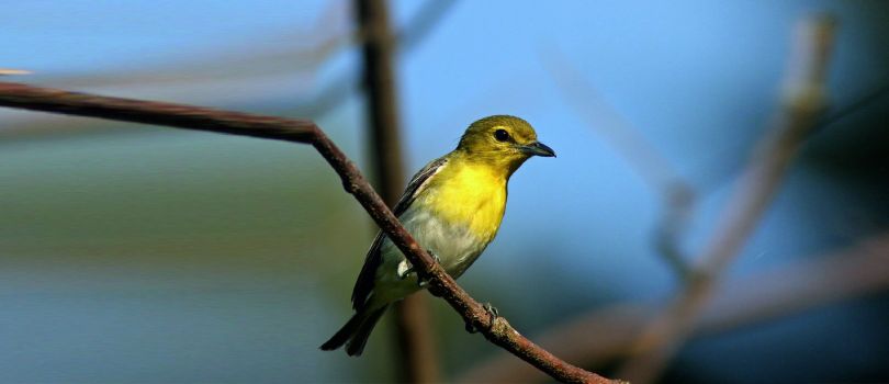 Rampara Wildlife Sanctuary