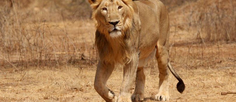Gir Forest National Park