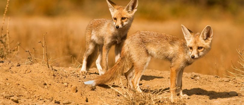 Kutch Desert Wildlife Sanctuary