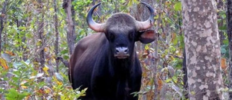 Gomarda Wildlife Sanctuary