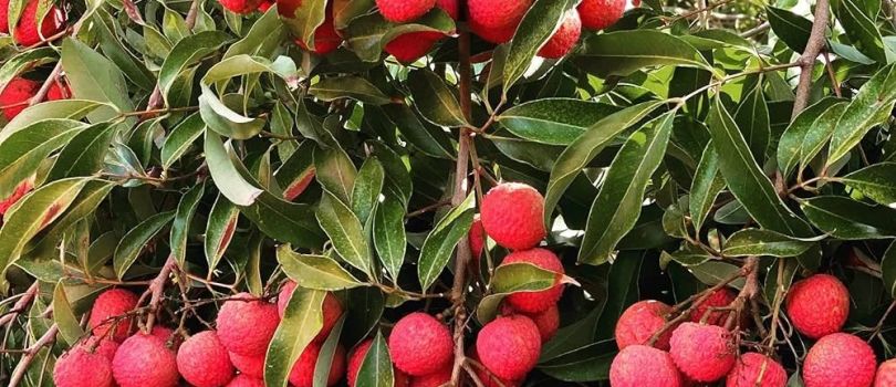 Litchi Gardens