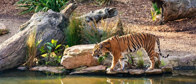 Sundarban National Park