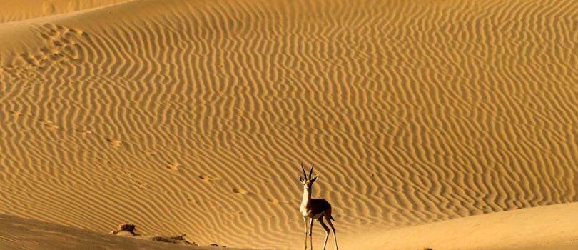 Desert National Park