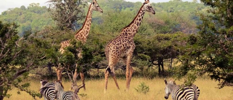 Nyerere National Park
