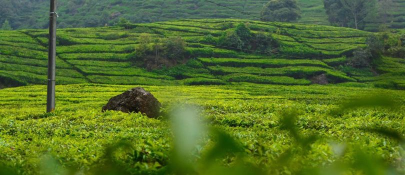Tea Garden of Sylhet
