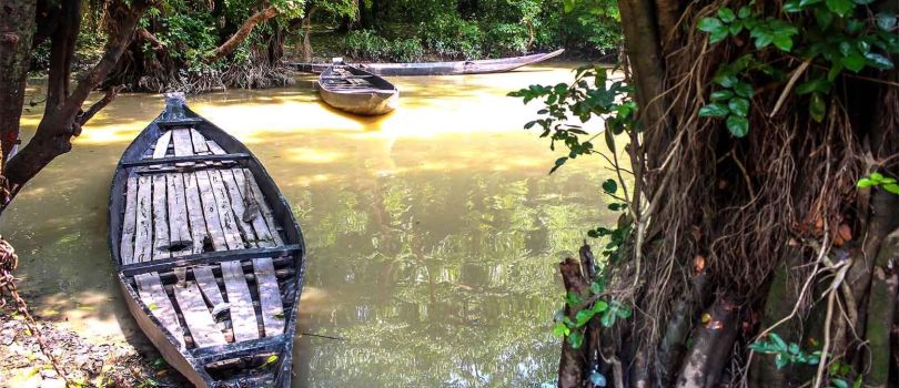 Ratargul Swamp Forest