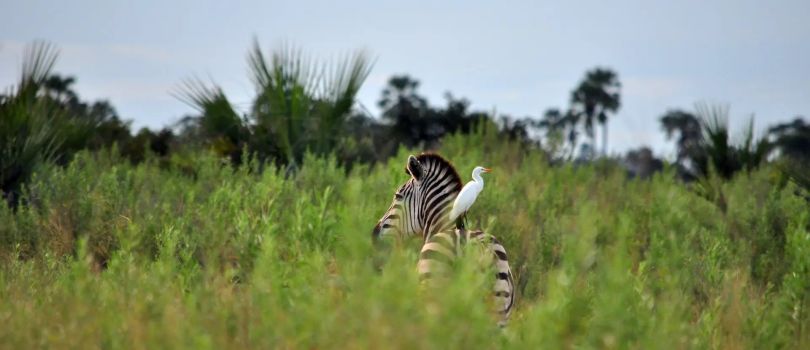 Moremi Game Reserve