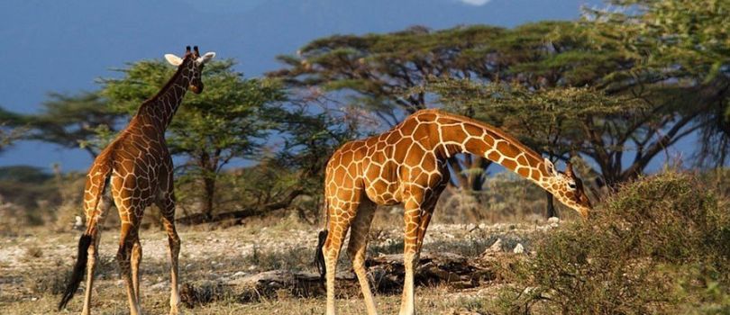 Queen Elizabeth National Park