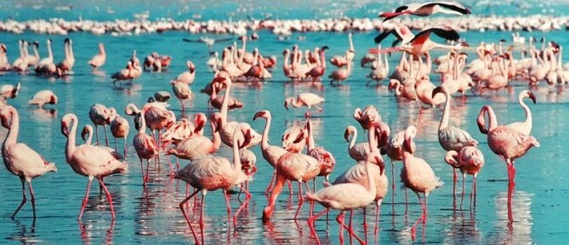 Naivasha