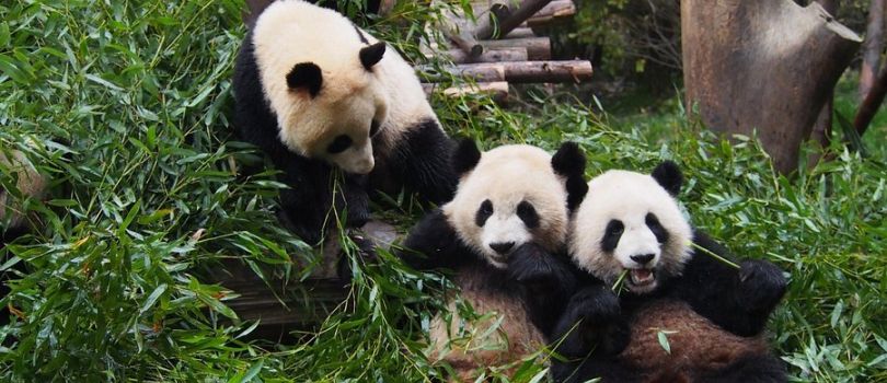 Chengdu Panda Base