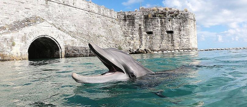 Dolphin Quest Bermuda