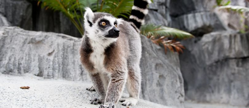 Bermuda Aquarium, Museum and Zoo (BAMZ)