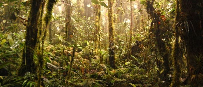 Tafua Peninsula Rainforest Preserve